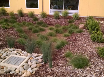 A garden with many different plants and rocks.